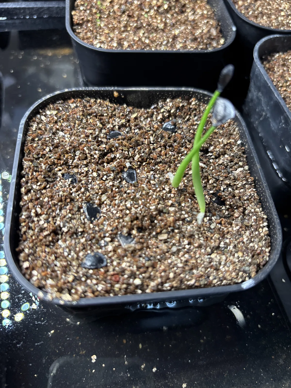 Agave inaequidens (アガベ インアクイデンス)