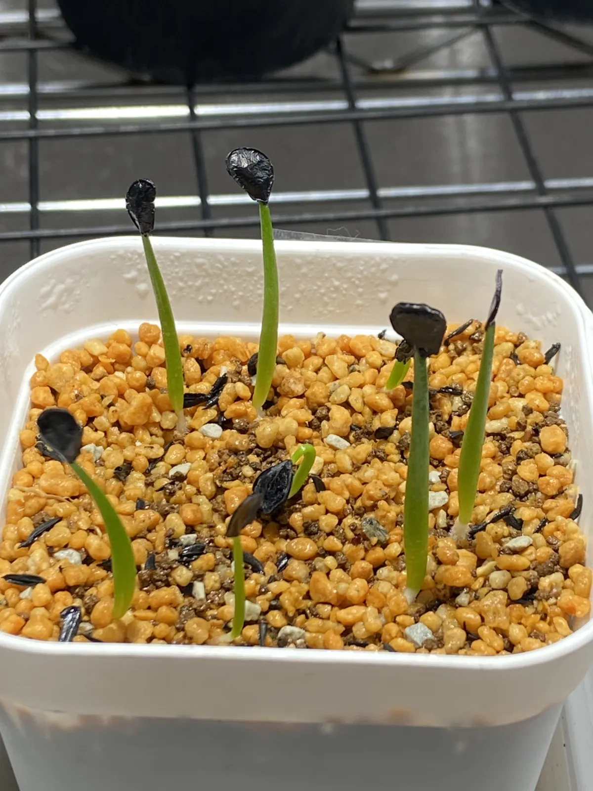 Agave montana (アガベ モンタナ)