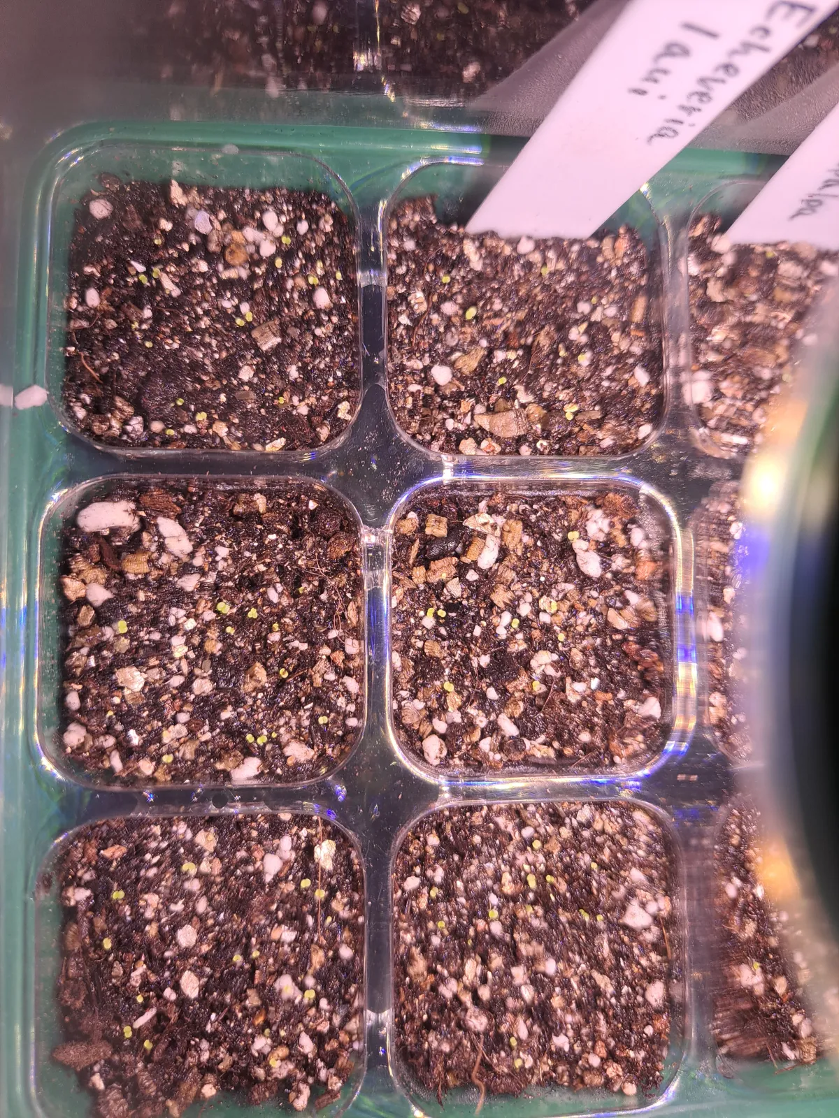 Echeveria laui La Roseta (エケベリア ラウイ)