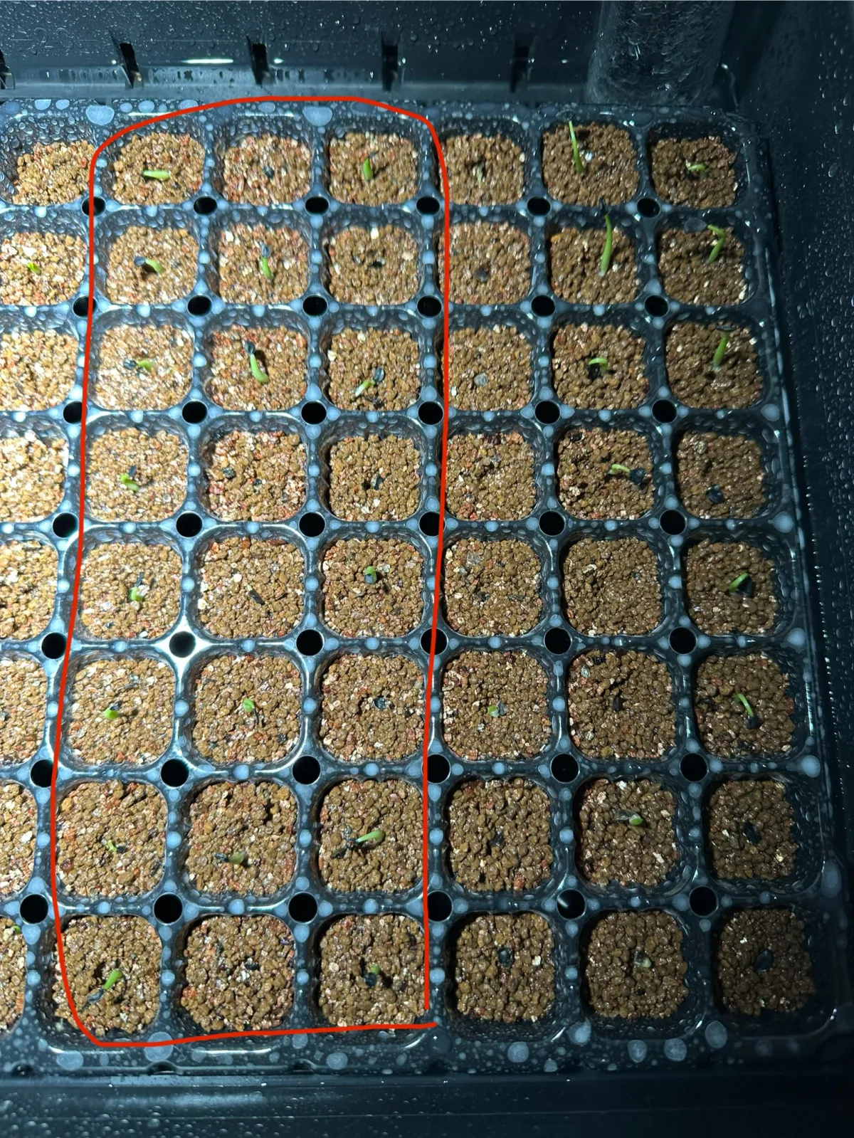 Agave victoriae-reginae (アガベ ビクトリアレジーナエ 笹の雪)