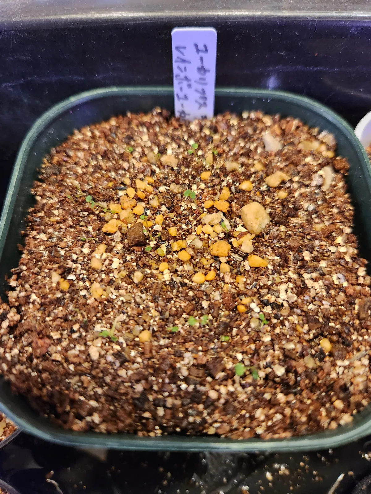 Eucalyptus deglupta (ユーカリ デグルプタ)