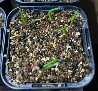 Agave horrida ssp. horrida (アガベ ホリダ)