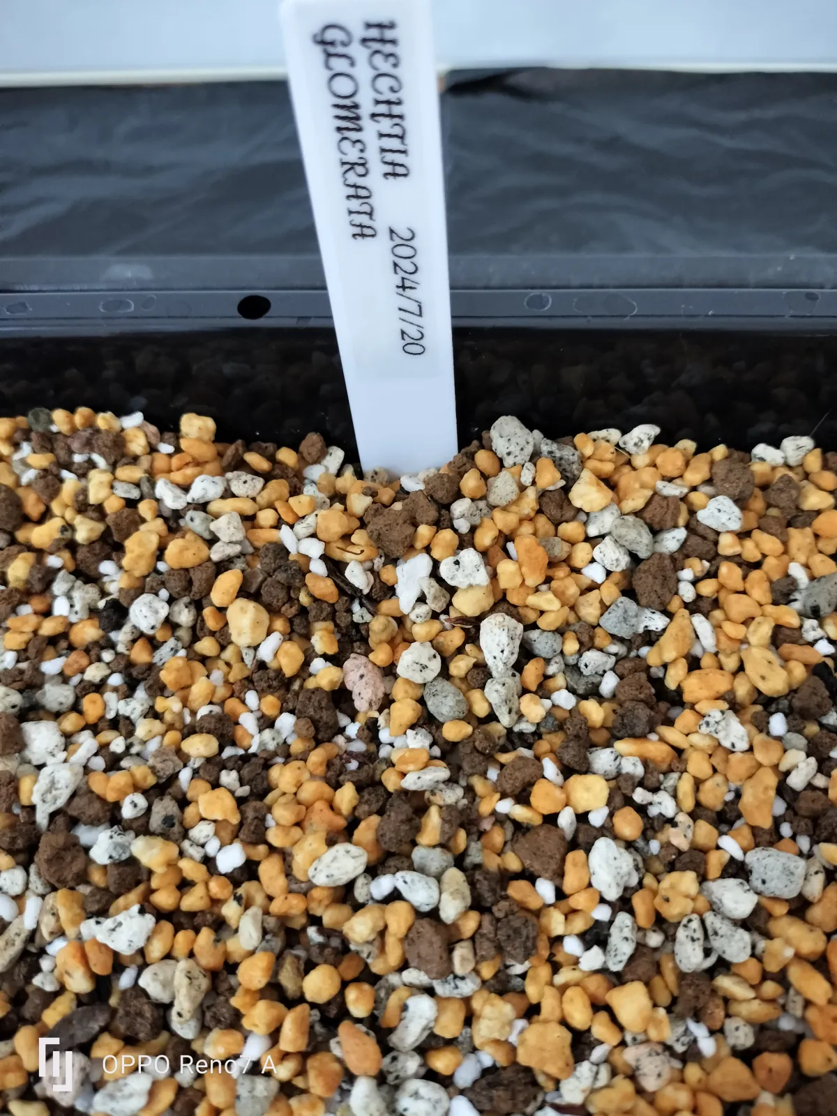 Hechtia glomerata (ヘクチア グロメラータ)