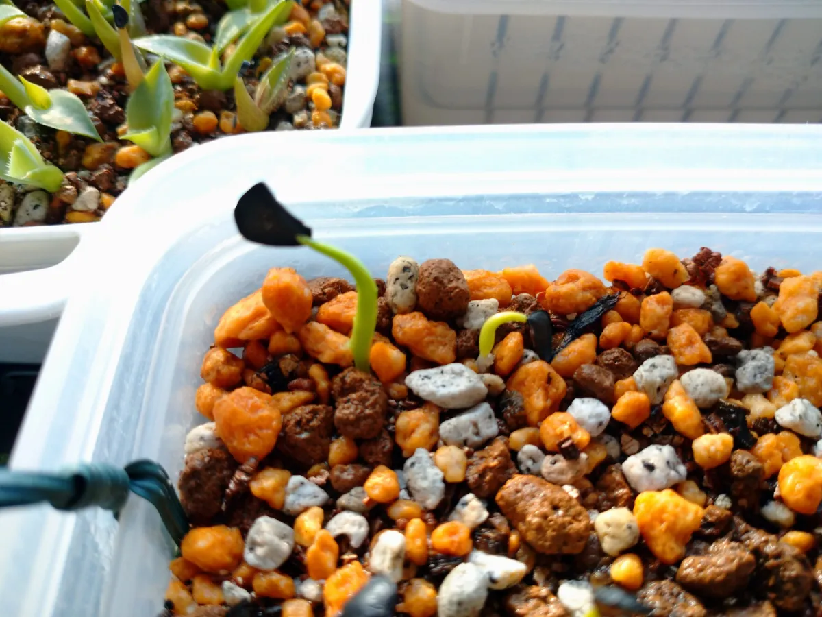 Agave macroacantha (アガベ マクロアカンサ 八荒殿)