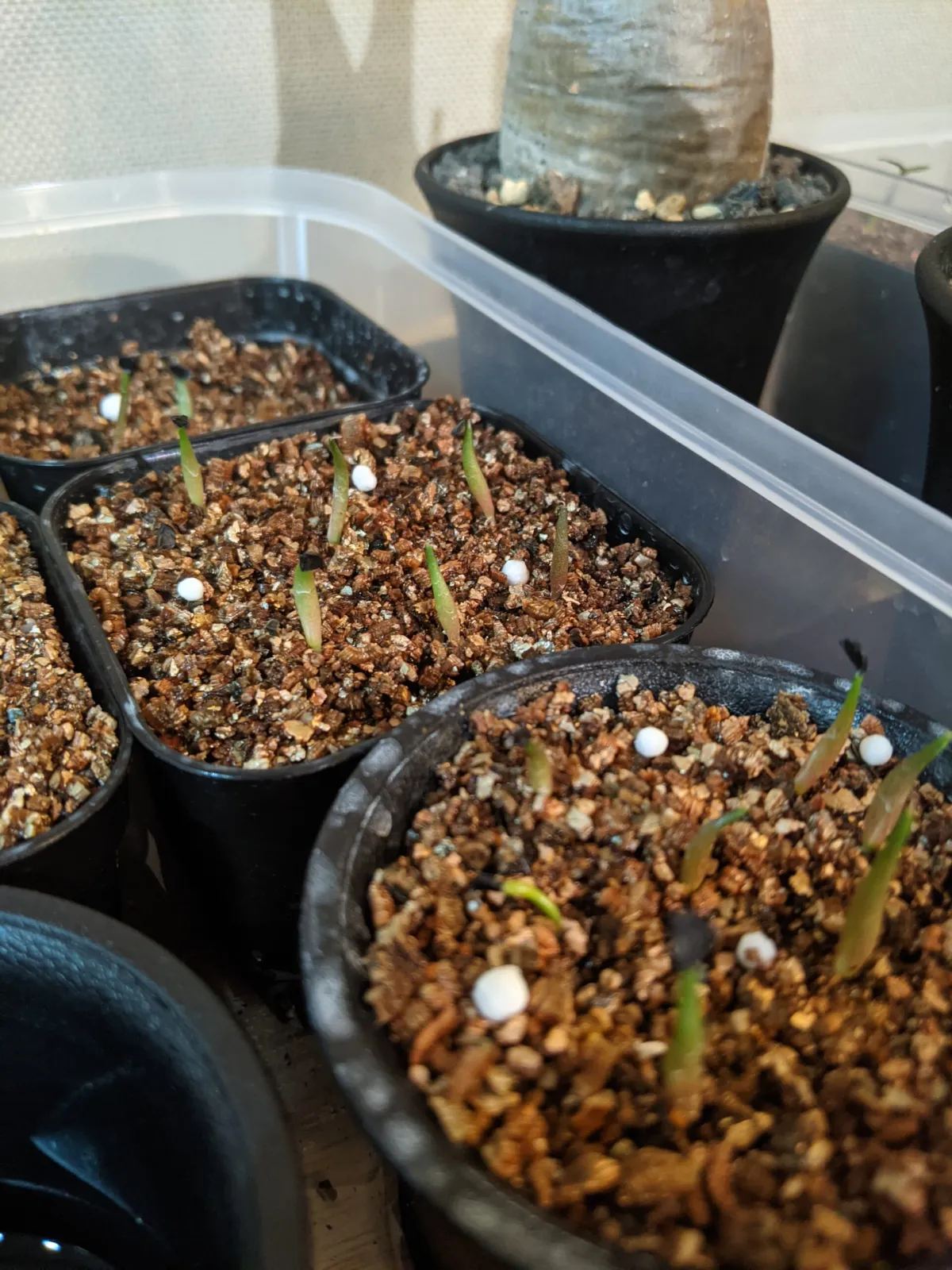 Agave titanota 'Blue' (アガベ チタノタブルー)