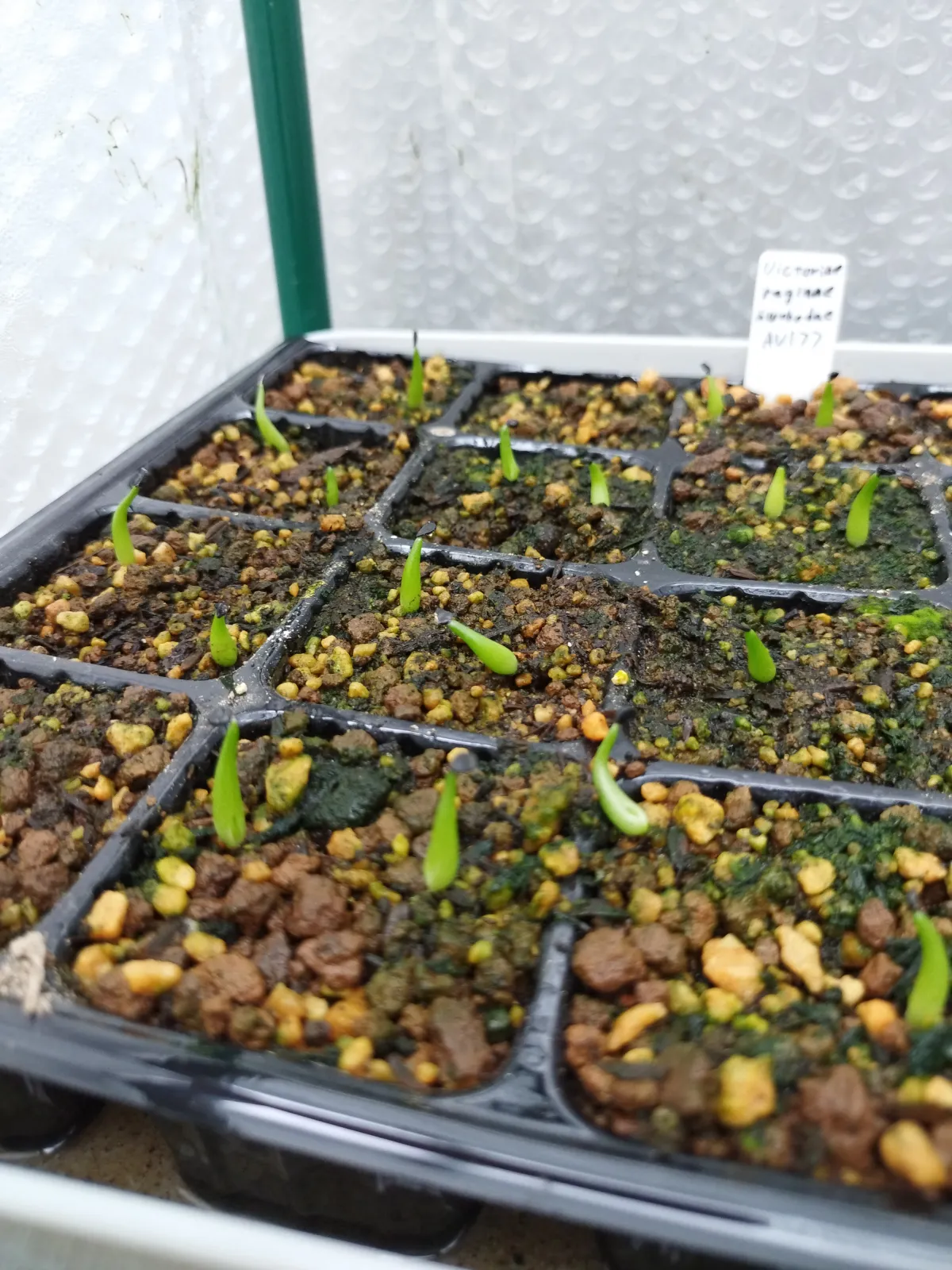 Agave victoriae-reginae ssp. swobodae swobodae (アガベ ビクトリアレジーナ スワボダエ)