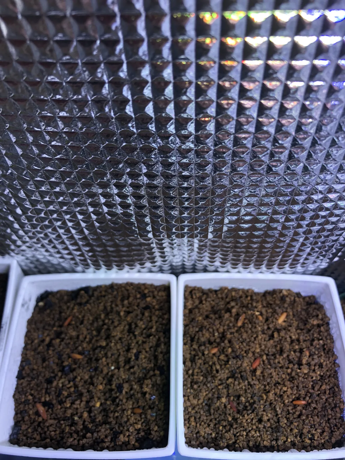 Pachypodium rosulatum ssp. cactipes (パキポディウム カクチペス)