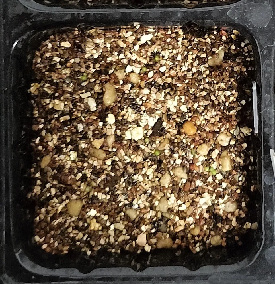 Blossfeldia liliputana (ブロスフェルディア リリプターナ)