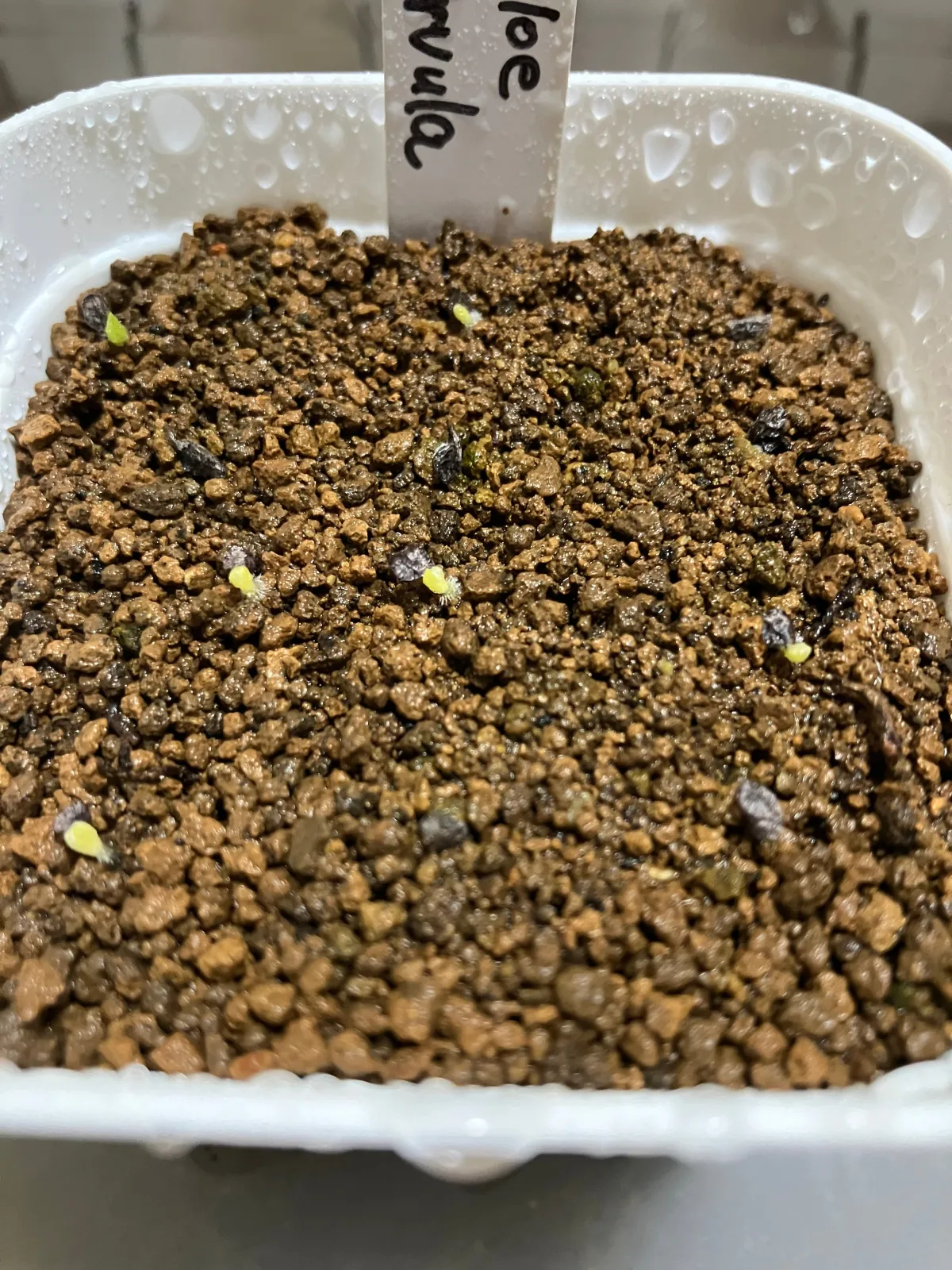 Aloe parvula (アロエ パルブラ 女王錦)