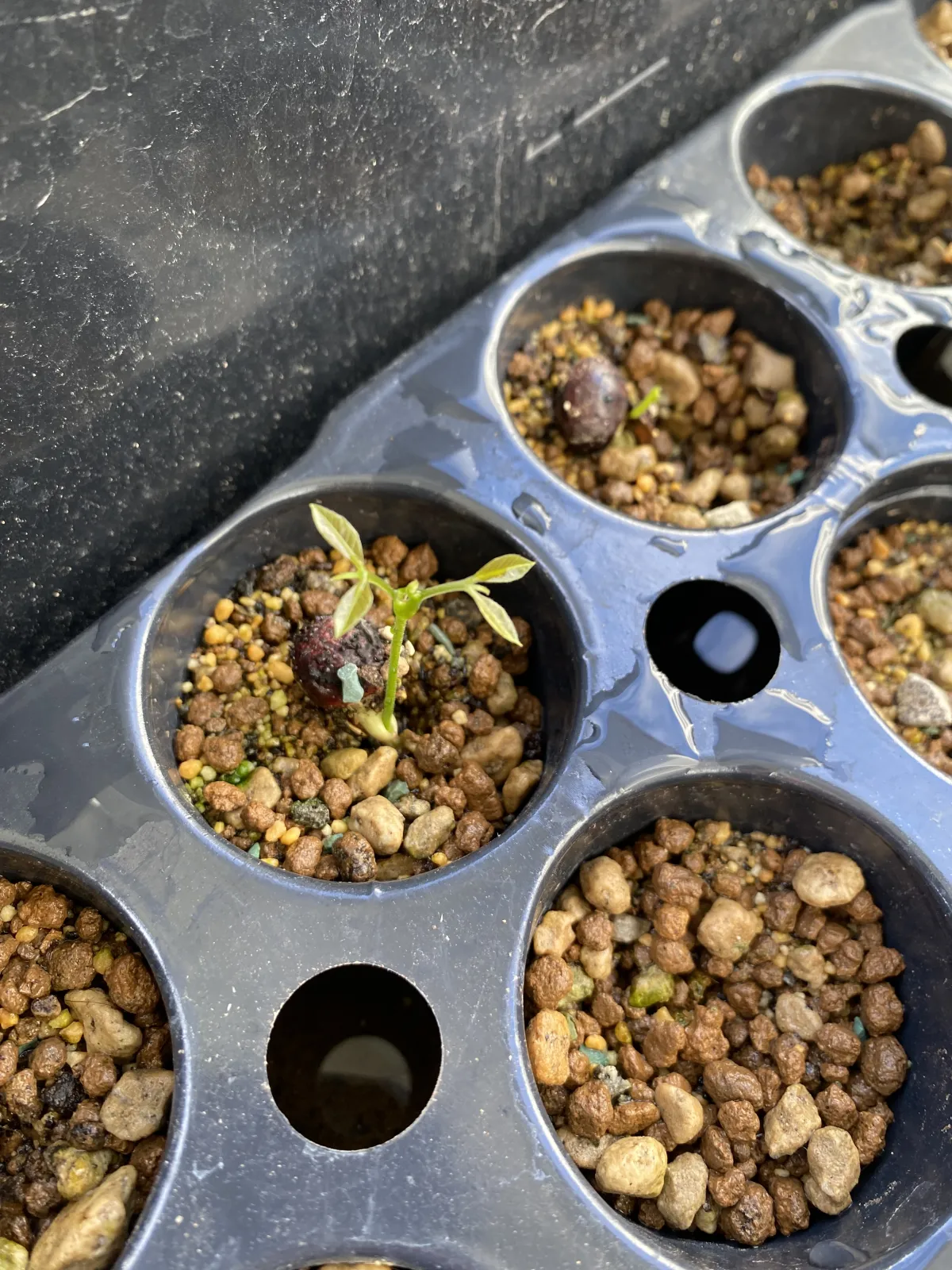 Dimocarpus longan (ディモカルプス ロンガン（リュウガン）)