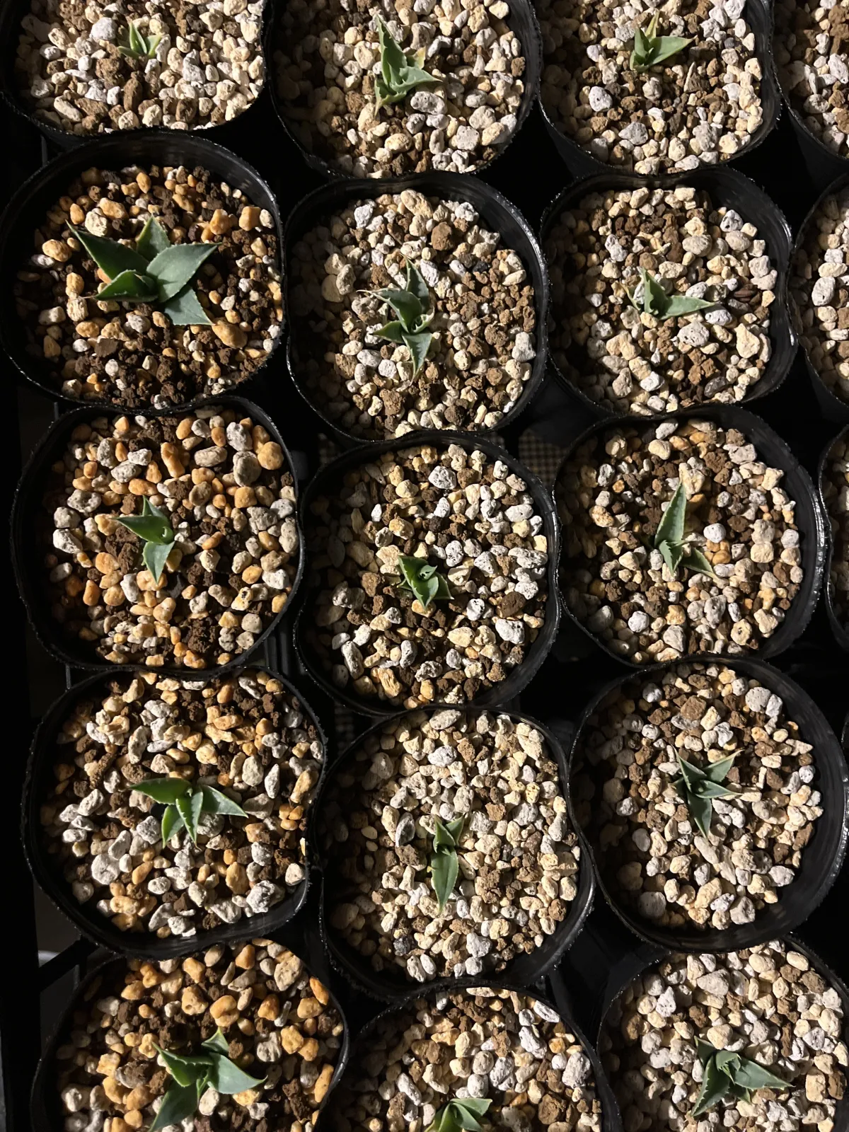 Agave utahensis var. eborispina (アガベ エボリスピナ)