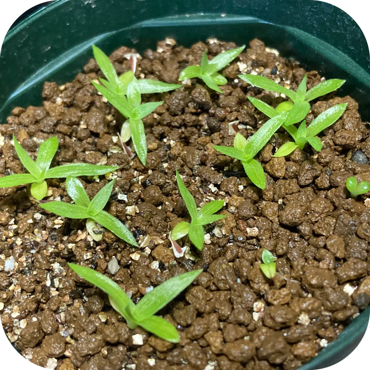 Puya mirabilis (プヤ ミラビリス)