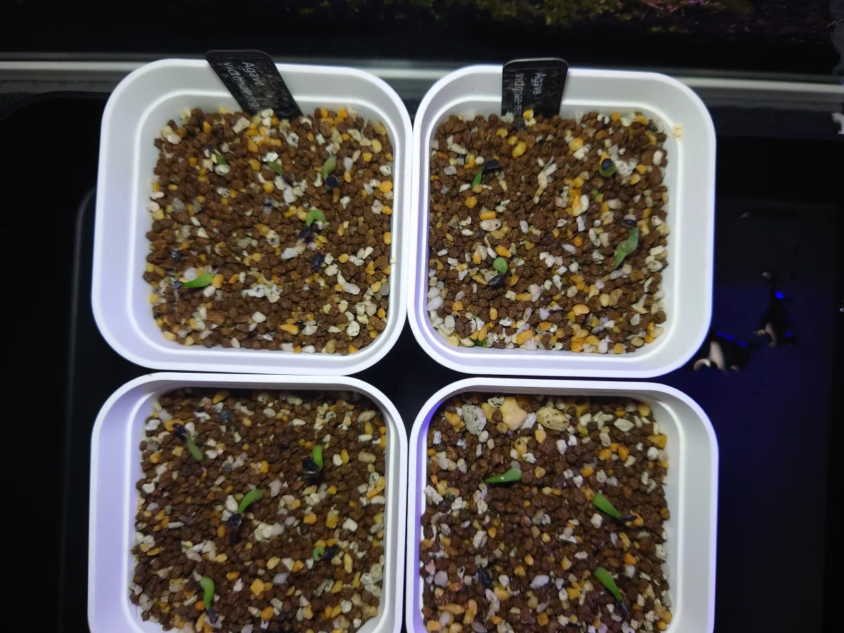 Agave victoriae-reginae (アガベ ビクトリアレジーナエ 笹の雪)