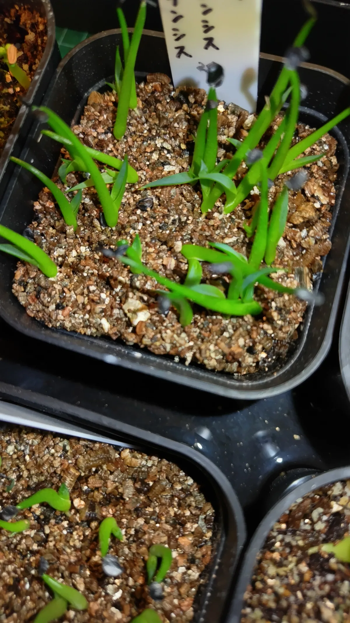 Agave utahensis ssp. utahensis (アガベ ユタエンシス)