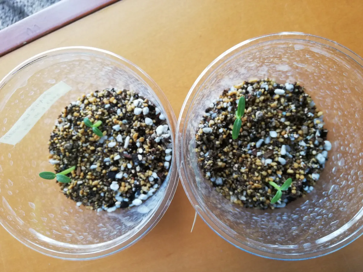 Pachypodium rosulatum var. gracilius (パキポディウム グラキリス)