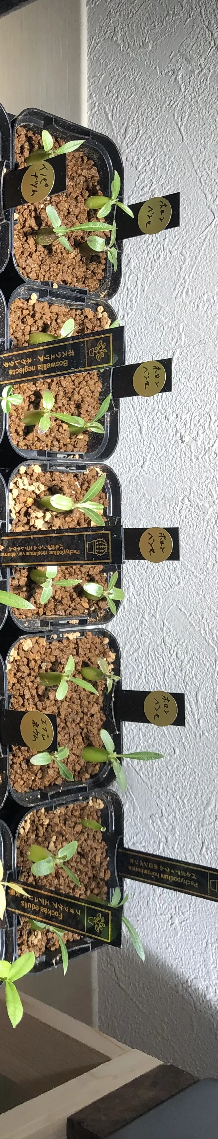 Pachypodium horombense (パキポディウム ホロンベンセ)