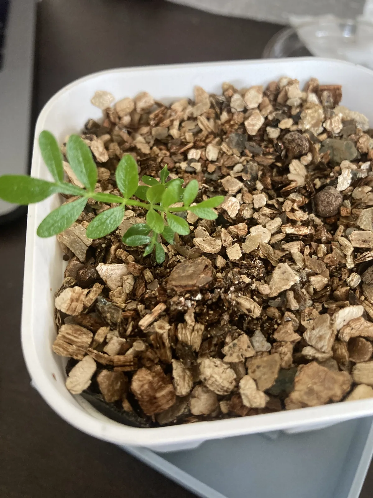 Operculicarya pachypus (オペルクリカリア パキプス)