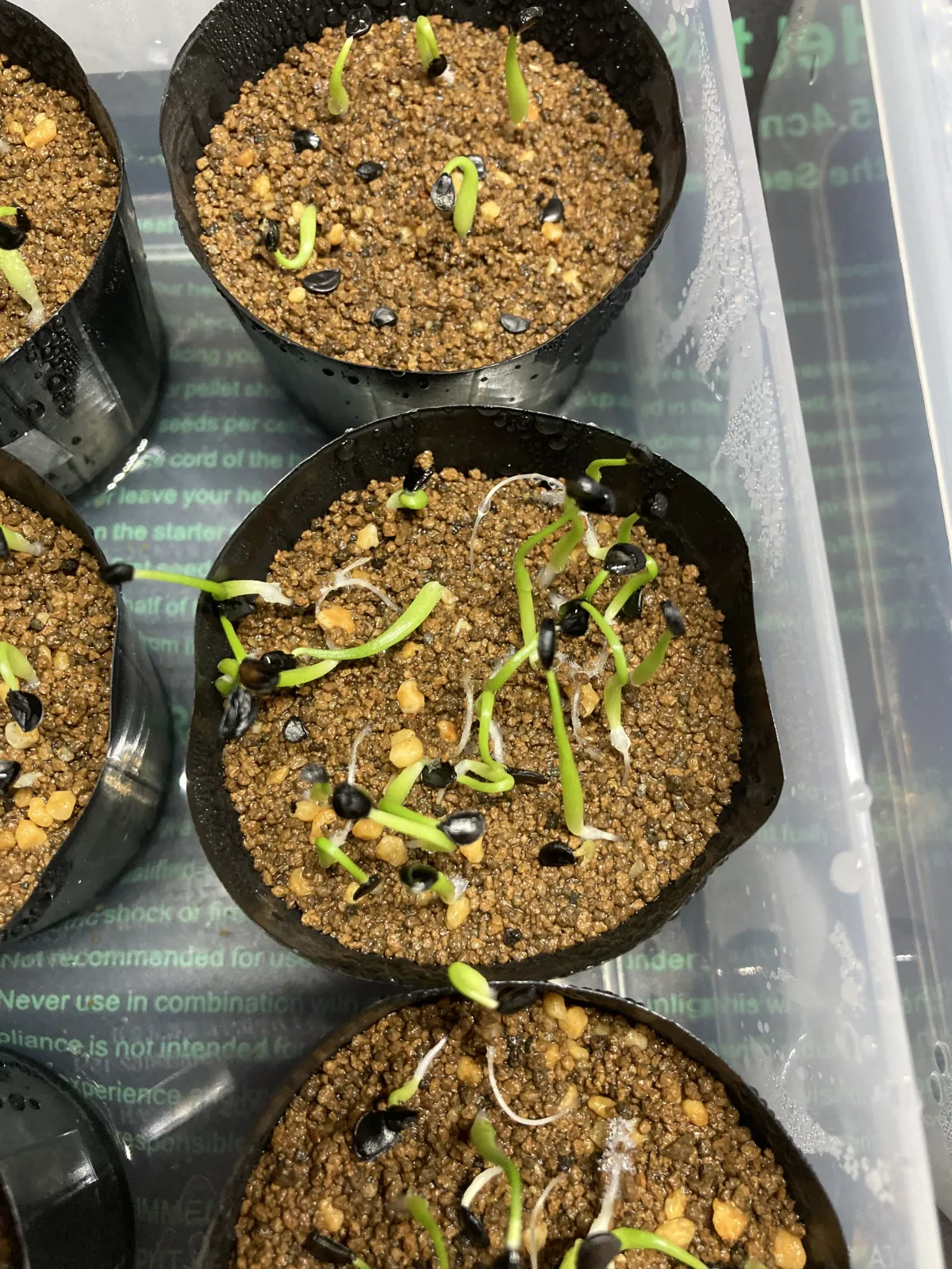 Agave utahensis var. eborispina 'Hayford' (アガベ エボリスピナ ヘイフォード)