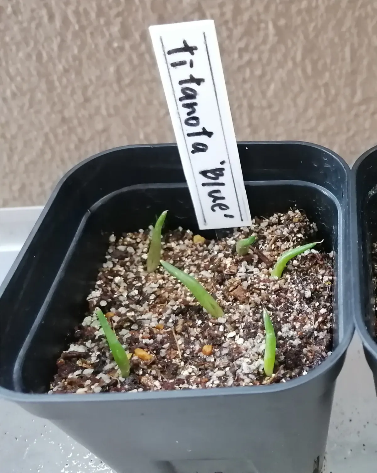 Agave titanota 'Blue' (アガベ チタノタブルー)