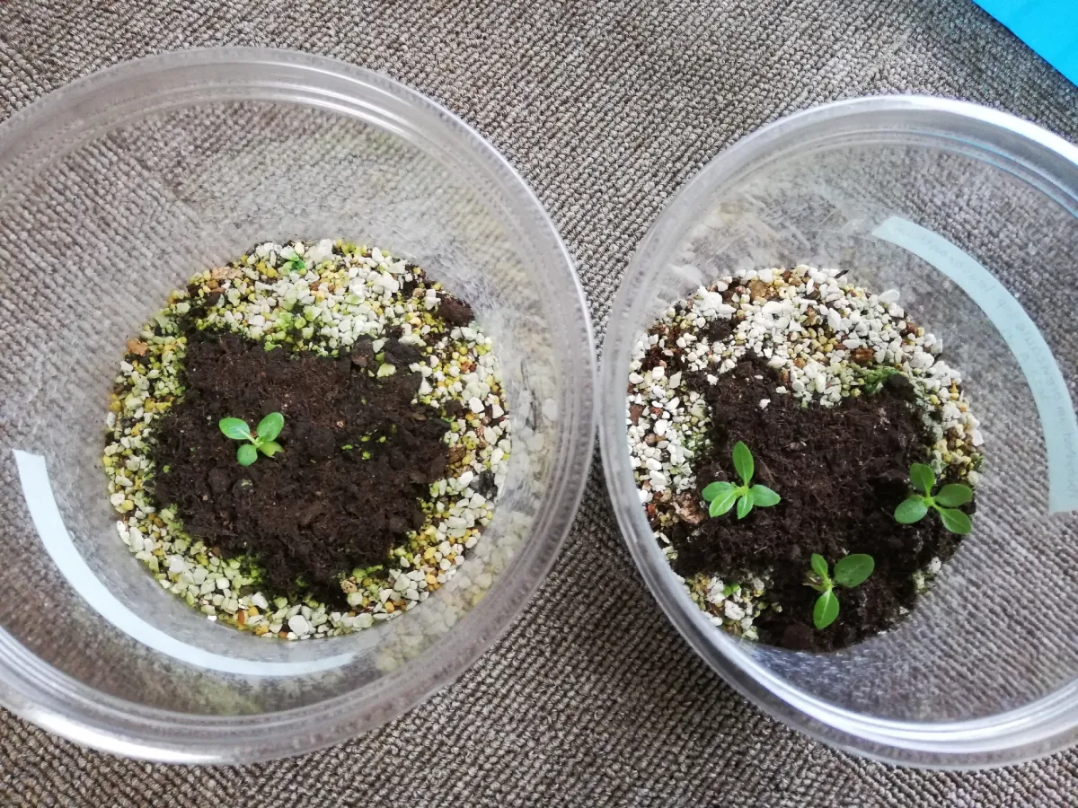 Pachypodium brevicaule subsp. leucoxanthum (パキポディウム レウコキサンツム)