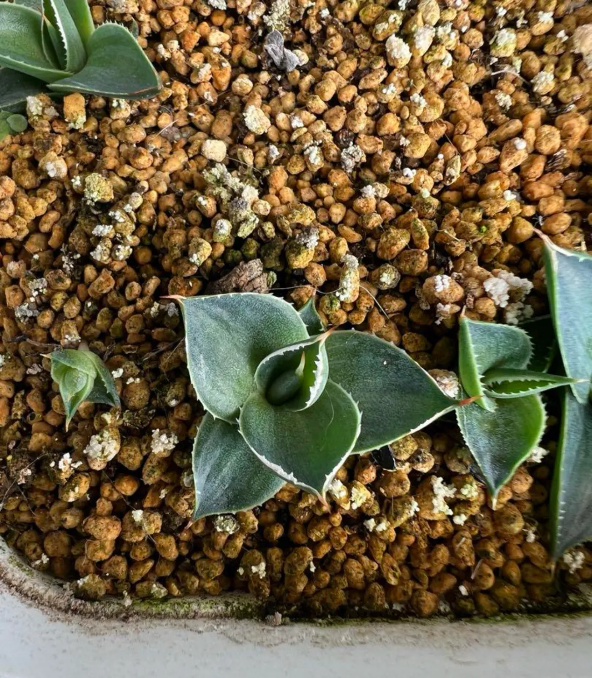 Agave schidigera (アガベ シジゲラ)