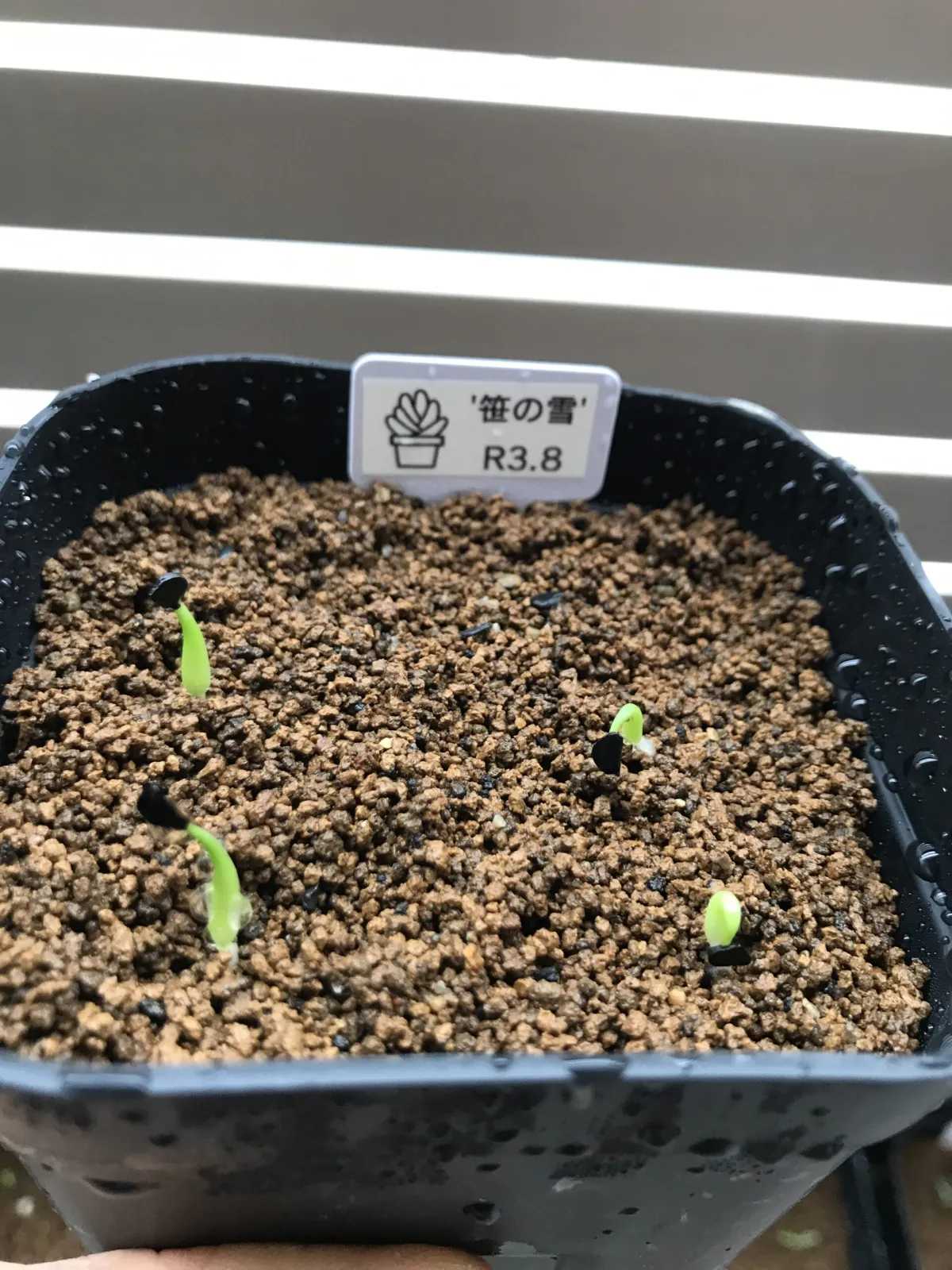 Agave victoriae-reginae (アガベ ビクトリアレジーナエ 笹の雪)