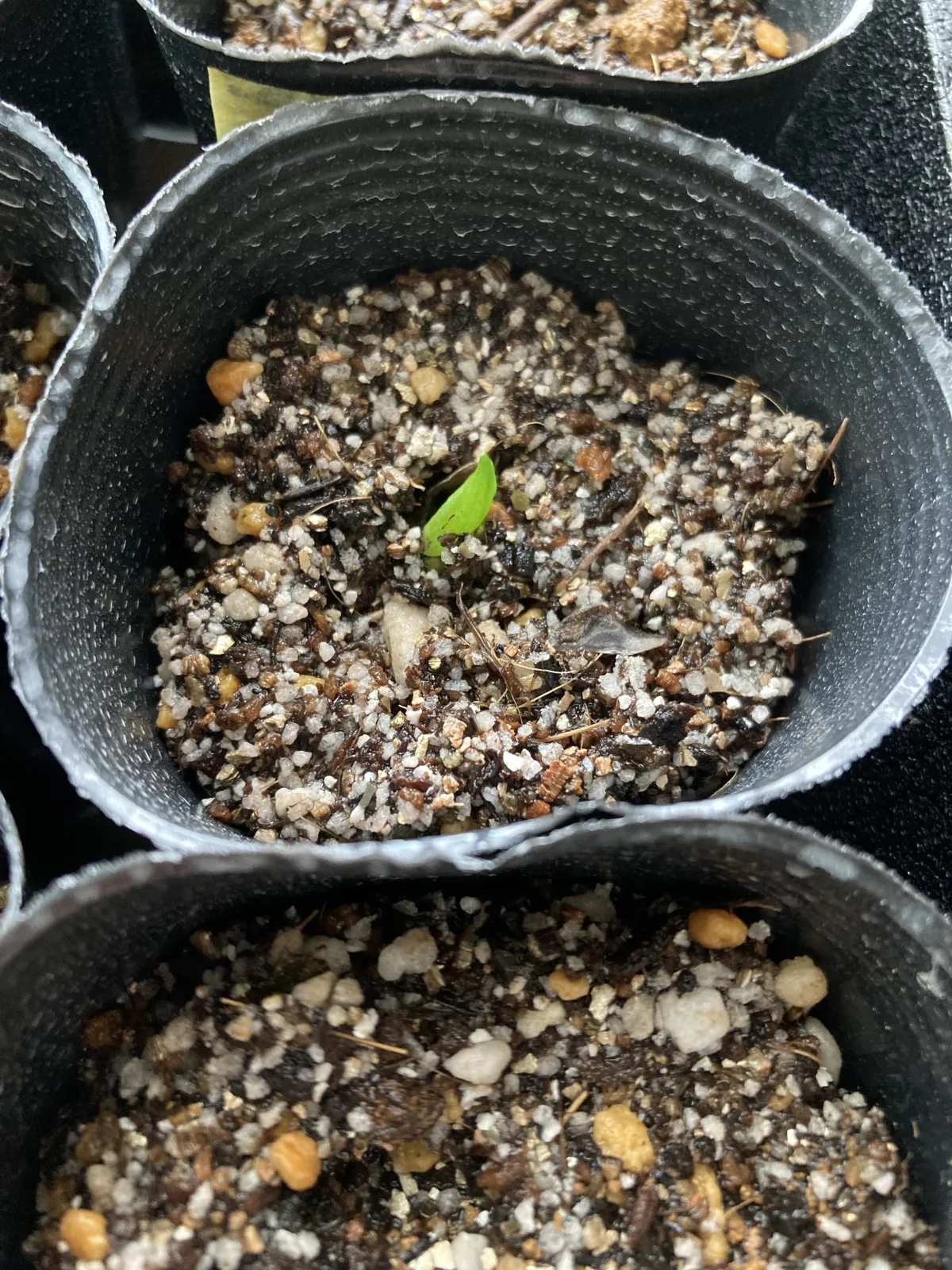 Kumara plicatilis (アロエ プリカティリス)