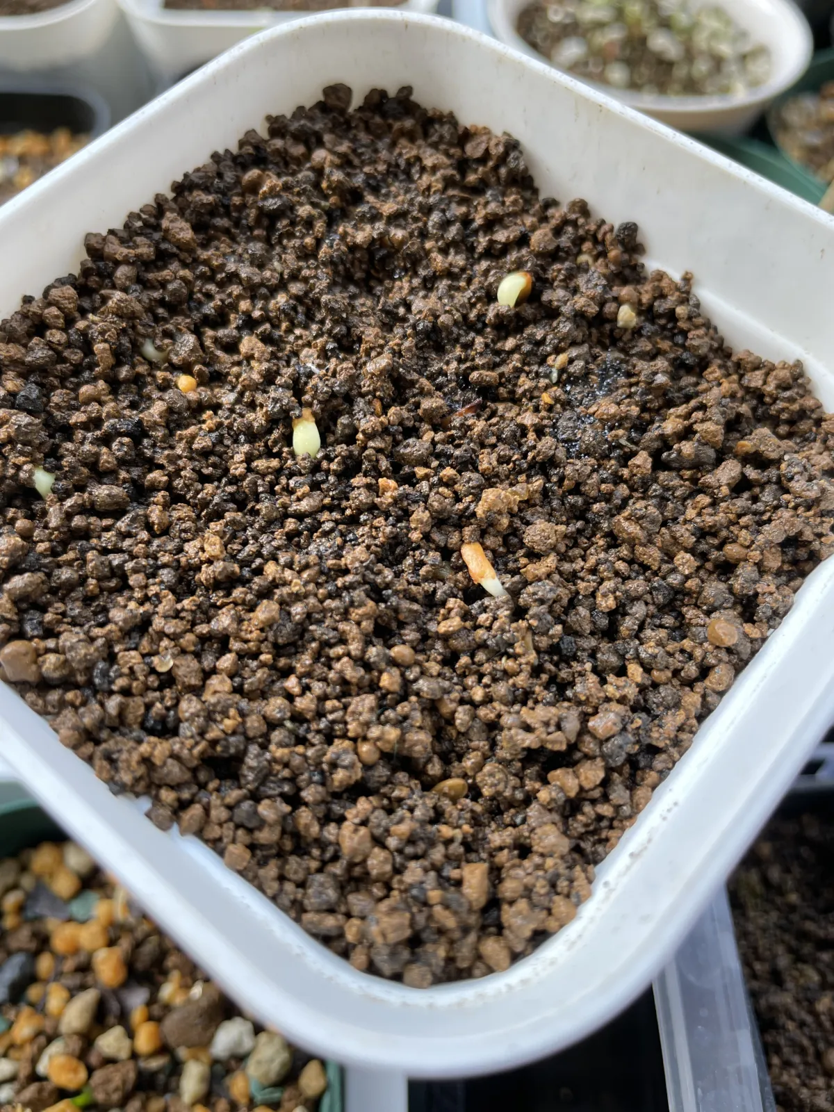 Pachypodium brevicaule subsp. leucoxanthum (パキポディウム レウコキサンツム)