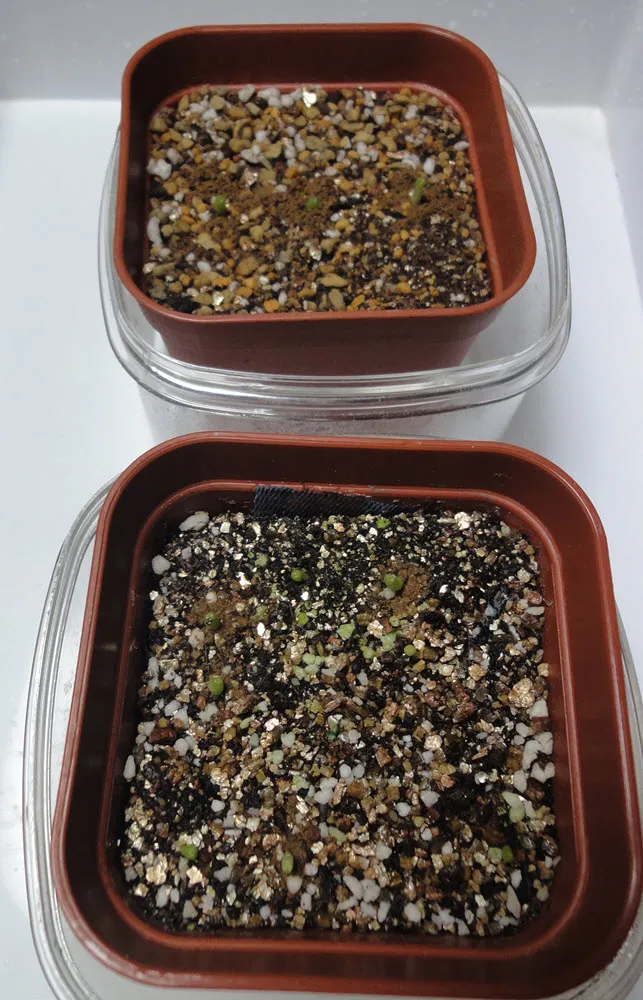 Ariocarpus kotschoubeyanus var. albiflorus (アリオカルプス 姫牡丹)