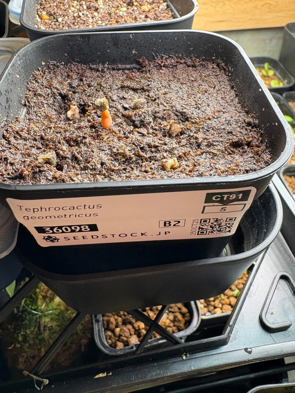 Tephrocactus geometricus (テフロカクタス ゲオメトリクス)