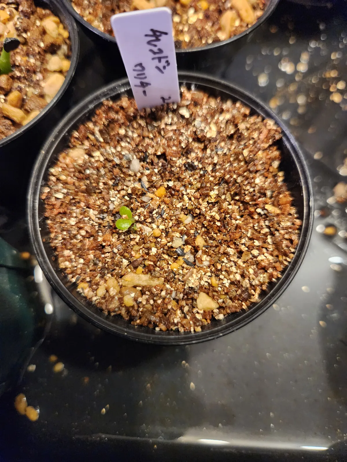 Tylecodon wallichii (ティレコドン ワリチー)