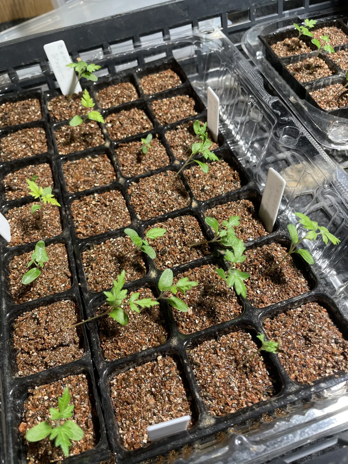 Pachycormus discolor (パキコルムス ディスカラー)