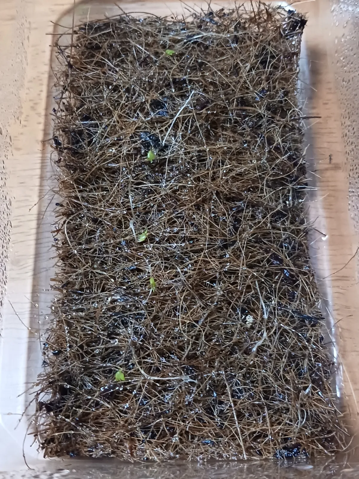 Tillandsia gardneri (ティランジア ガルドネリー)