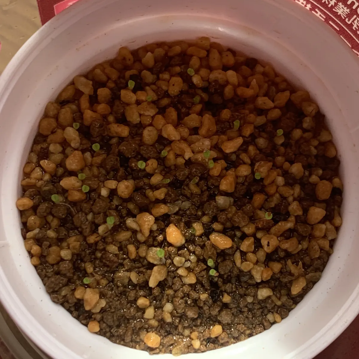 Lithops optica Rubra (リトープス 紅大内玉)