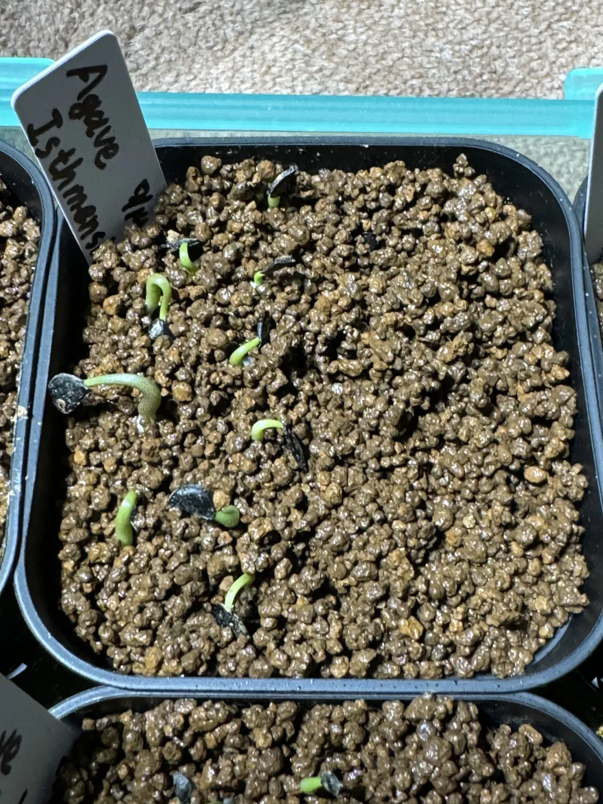 Agave isthmensis (アガベ イシスメンシス)