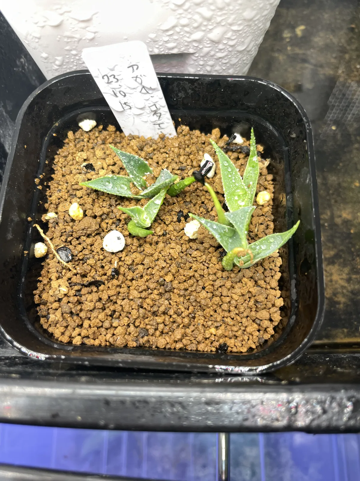 Agave utahensis ssp. utahensis (アガベ ユタエンシス)