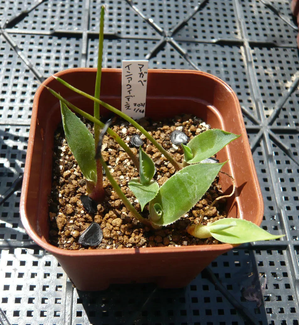 Agave inaequidens (アガベ インアクイデンス)