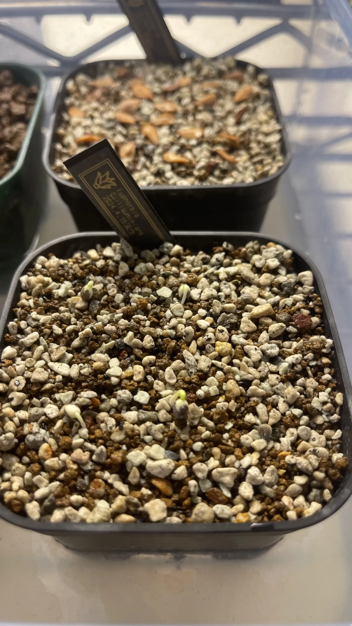 Euphorbia guillauminiana (ユーフォルビア ギラウミニアナ)