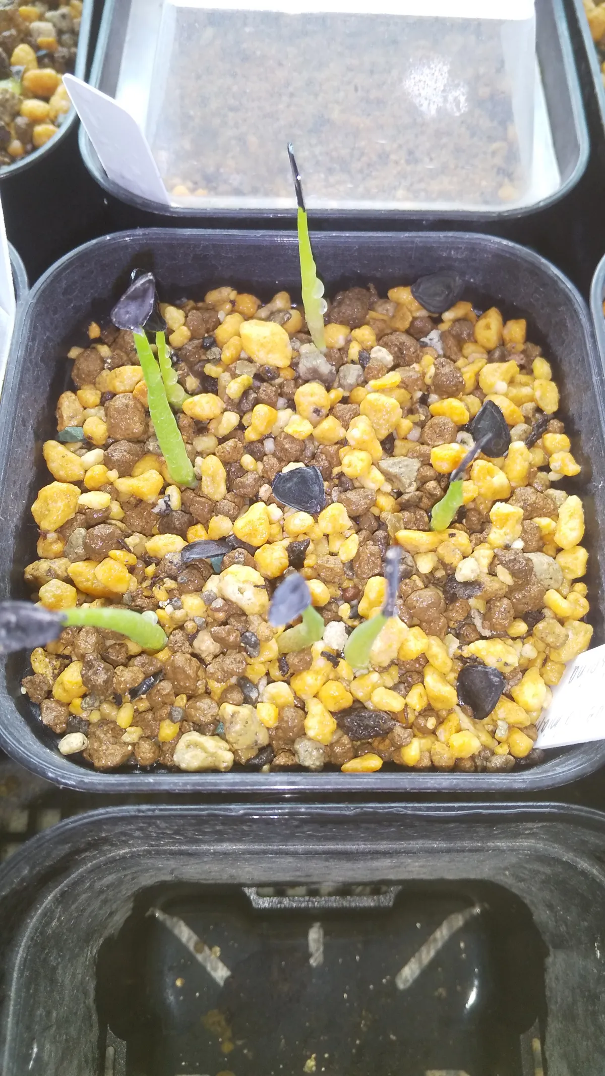 Agave crassispina subsp. crassispina (アガベ サルミアナ クラシスピナ)