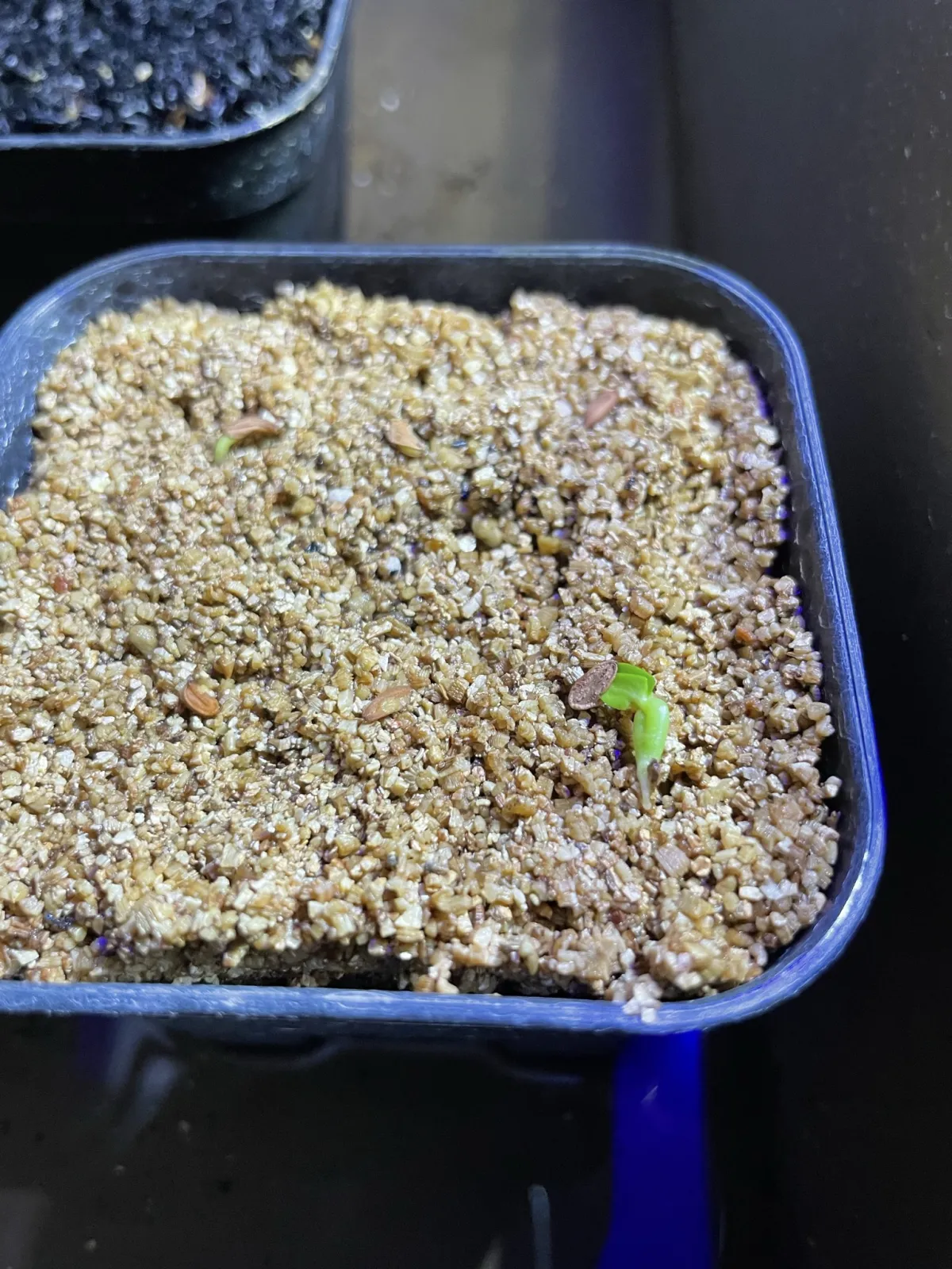 Pachypodium brevicaule subsp. leucoxanthum (パキポディウム レウコキサンツム)