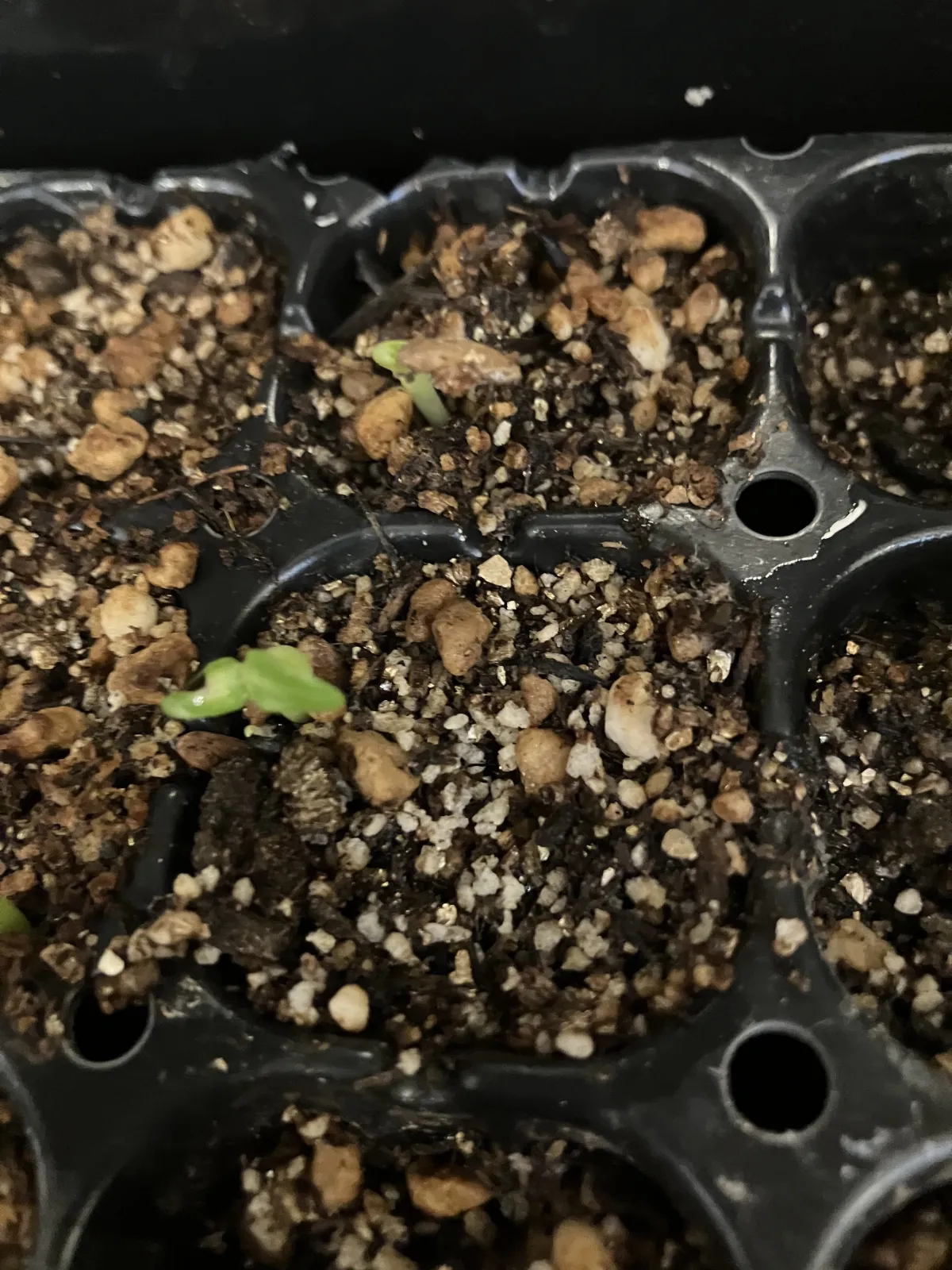 Pachypodium rosulatum ssp. cactipes (パキポディウム カクチペス)