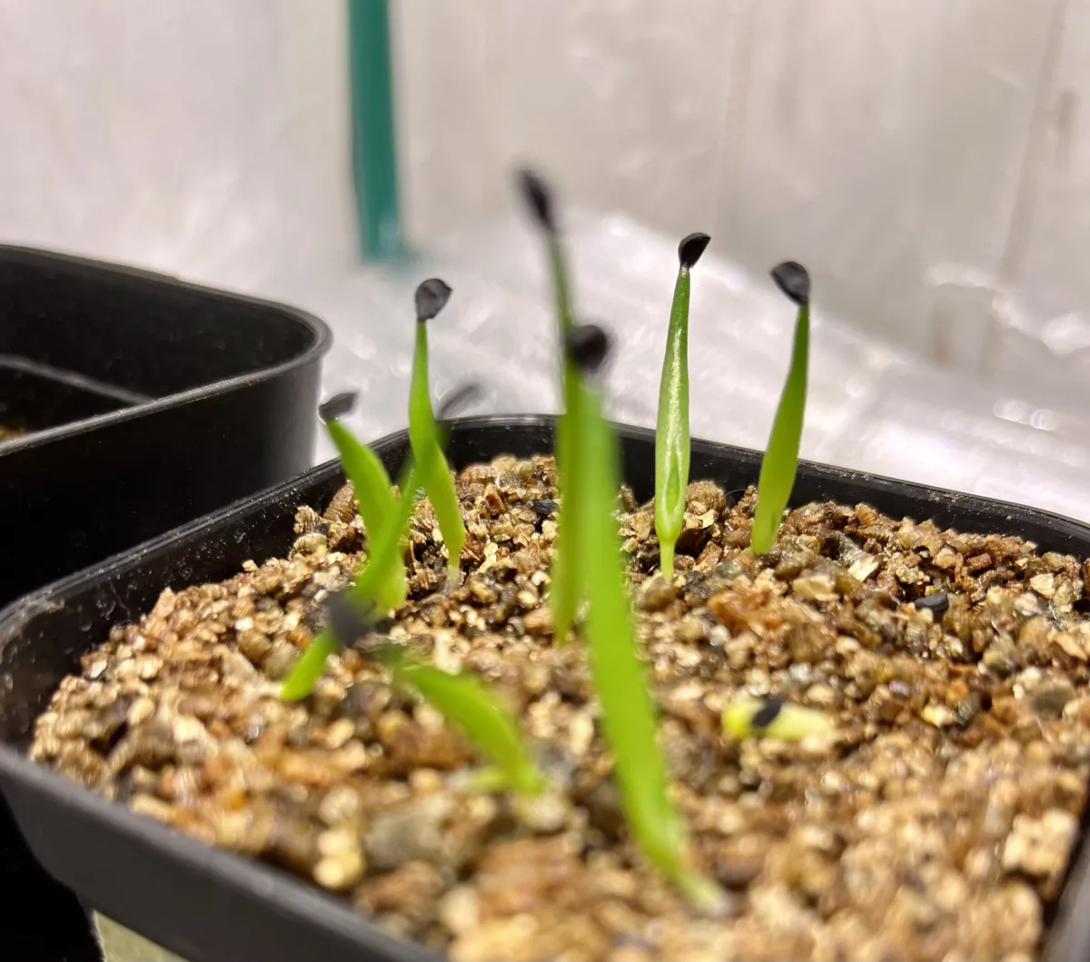 Agave chazaroi (アガベ チャザロイ)