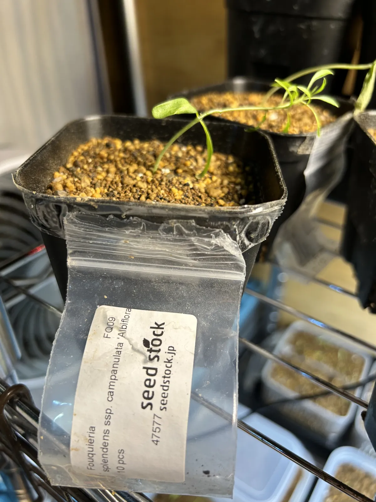 Fouquieria campanulata subsp. campanulata (フォークイエリア カンパニュラタアルビフローラ)