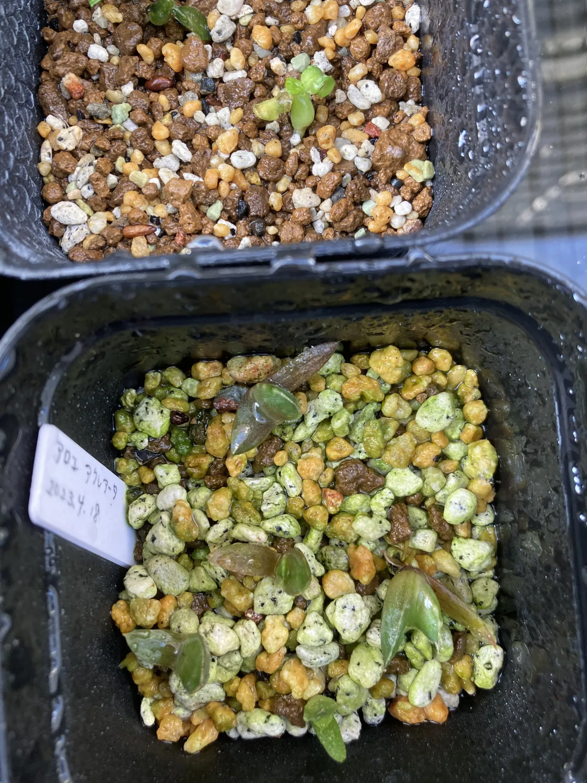 Aloe aculeata (アロエ アクレアータ)