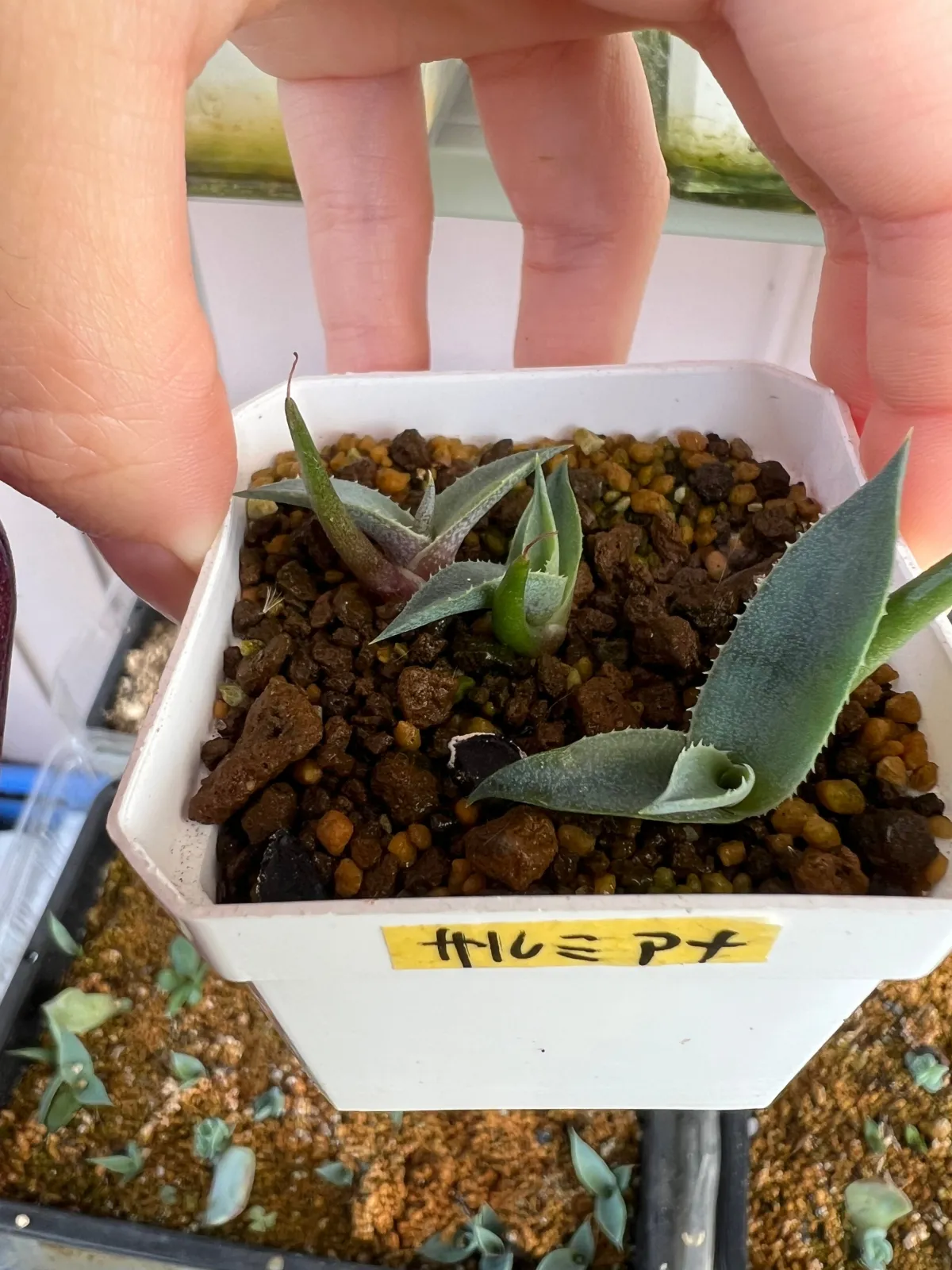 Agave salmiana subsp. salmiana (アガベ サルミアナ)