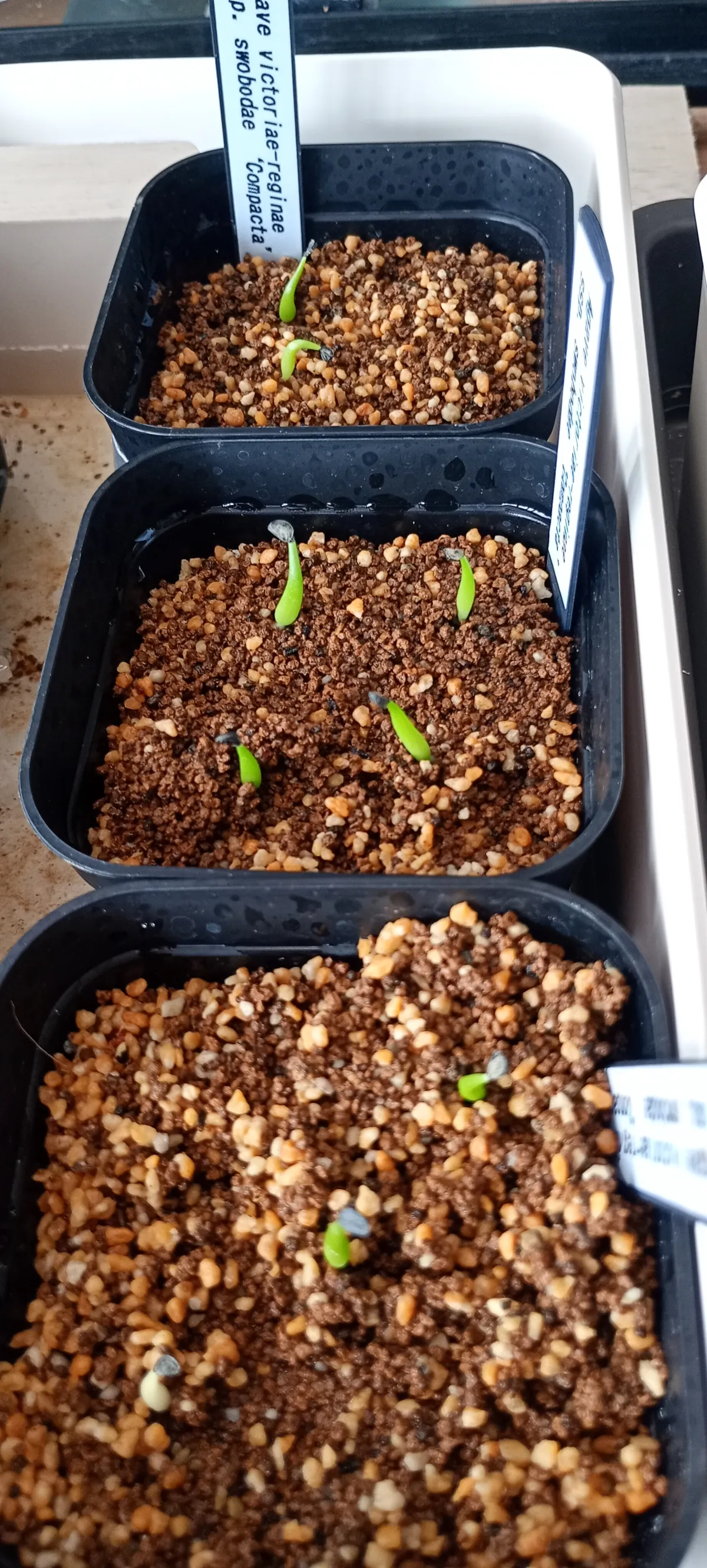 Agave victoriae-reginae ssp. swobodae 'Compacta' (アガベ スワボダエ コンパクタ‘’)