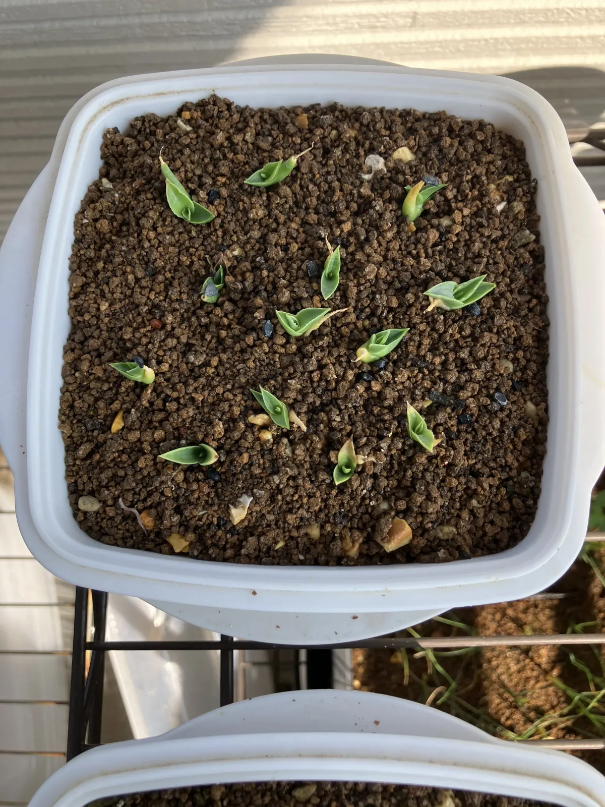 Agave schottii var. schottii (アガベ ショッティ)