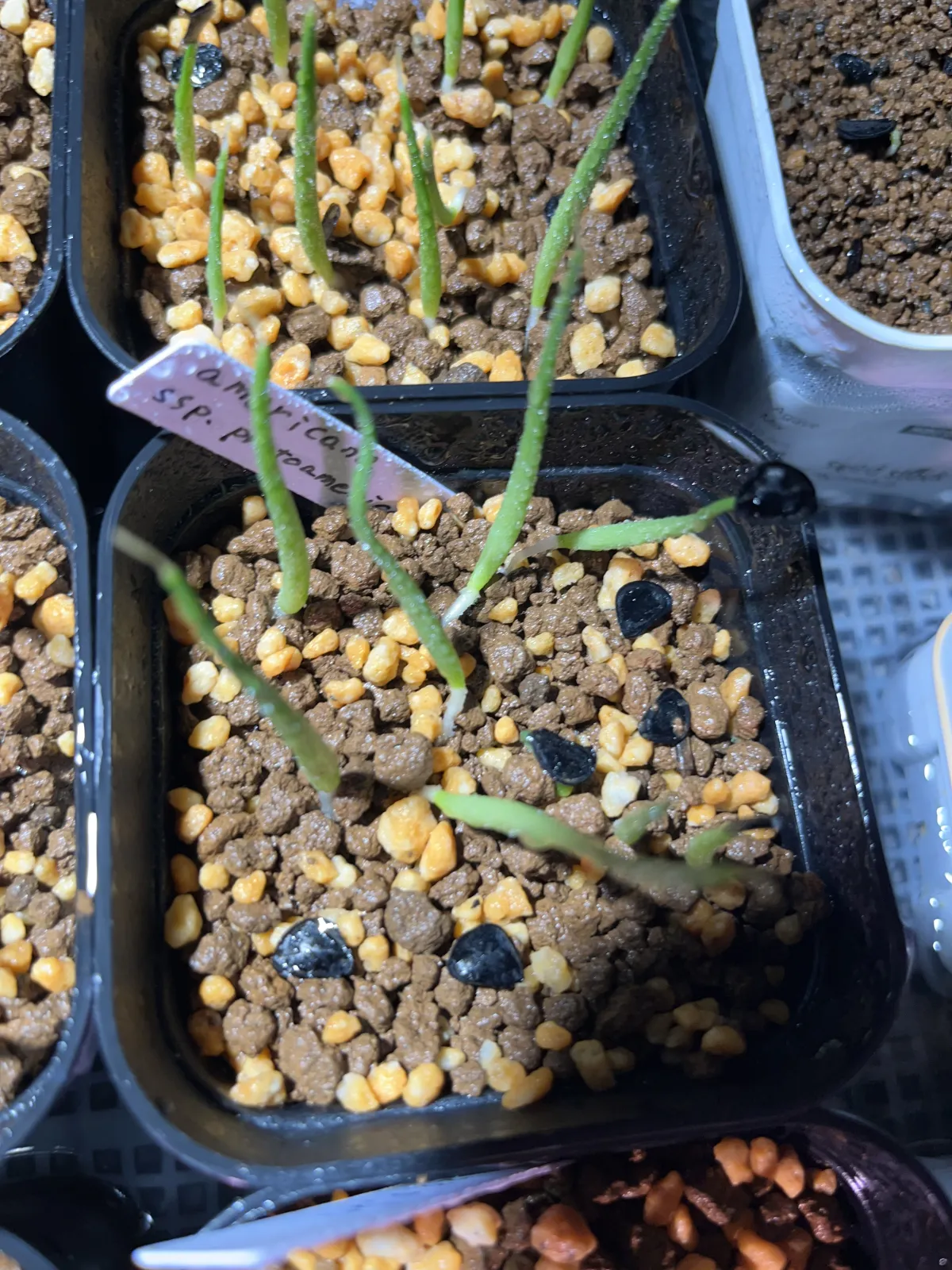 Agave americana ssp. protoamericana (アガベ プロトアメリカーナ)