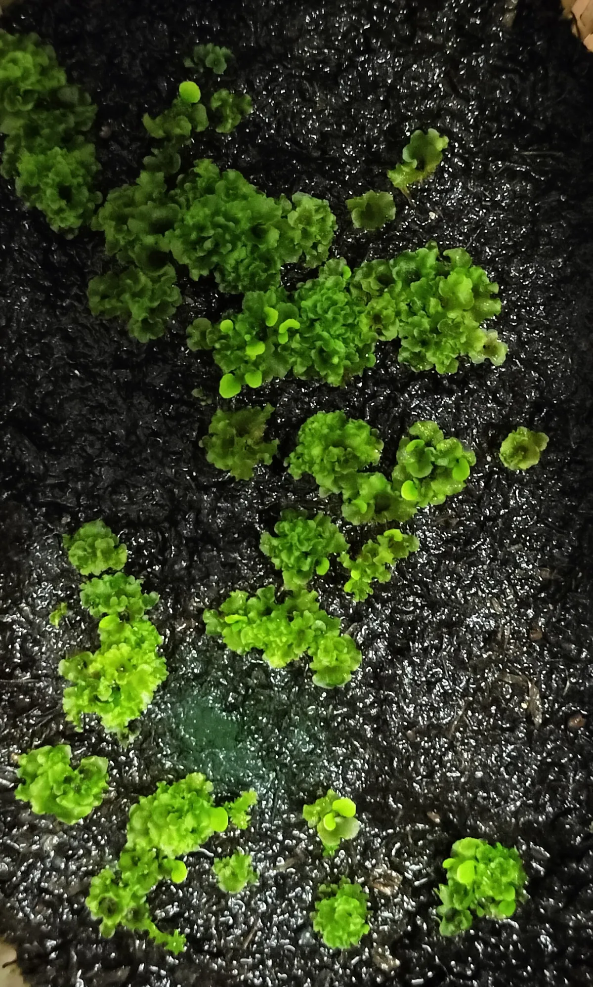 Platycerium ridleyi wide form (ビカクシダ リドレイ ワイドフォーム)