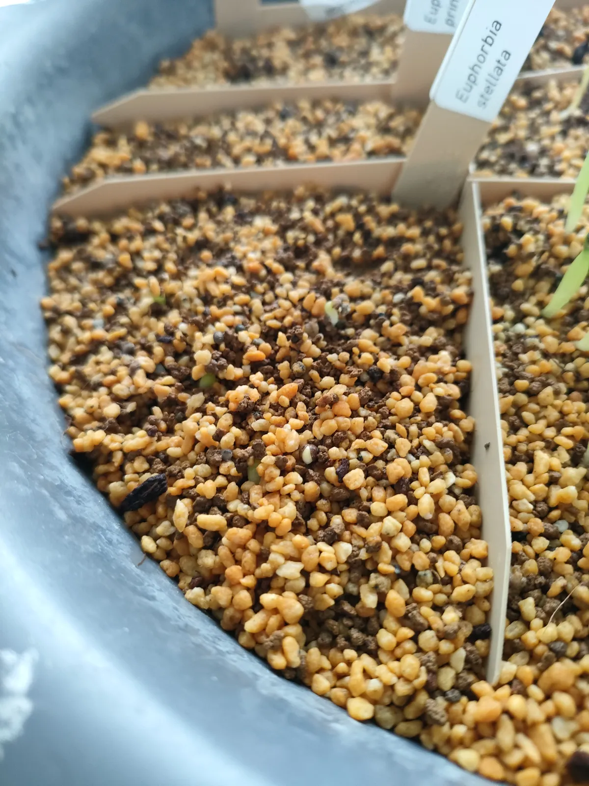 Euphorbia stellata (ユーフォルビア ステラータ 飛竜)